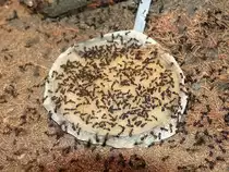 Ameisen im Haus der Natur in Bad Harzburg am 23. Dezember 2015.