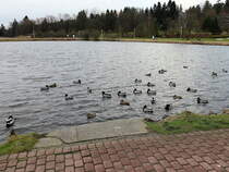 Wartende Enten auf dem kleinen Kranichsee in Goslar-Hahnenklee am 24. Dezember 2015.
