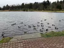 Wartende Enten auf dem kleinen Kranichsee in Goslar-Hahnenklee am 24. Dezember 2015.