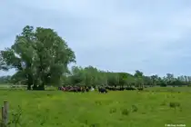 Bei Middelhagen grast diese bunte Kuhherde (M�nchgut, R�gen, Mai 2011)