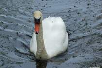Bei Middelhagen war dieser Hckerschwan auf einem kleinen Teich unterwegs (Mnchgut, Rgen, Mai 2011)