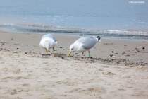 Mwen am Strand bei Khlungsborn an der Ostsee (Landkreis Rostock, Mecklenburg-Vorpommern, Dezember 2011)