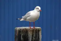 M�we im Fischerhafen Nienbdorf/Ostsee (Dezember 2011)