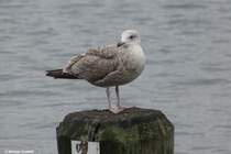 Mve an der Trave bei Lbeck-Travemnde (Dezember 2011)