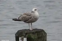 M�ve an der Trave bei L�beck-Travem�nde (Dezember 2011)