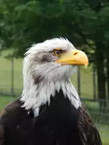 Aug in Auge mit einem WEISSKOPFSEEADLER- Wappentier der USA,hier bei einer Greifvogel-Vorf�hrung am 13.7.2014 im Tierpark Niederfischbach//Siegerland-
eine h�chst imponierende Begegnung...