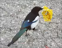 Erst landete sie auf dem Kopf des Fotografen und dann marschiert marschiert man mangels Glitzerware mit einer Ersatz-Troph�e aus dem Rucksack des Fotografen davon. Elster in Welschingen, November 2015.