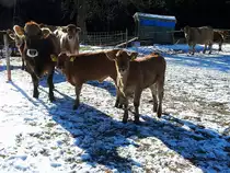Braunvieh, Mutterkuhhaltung mit Auslaufm�glichkeit zur Winterweide in der Steiermark; 160107