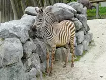 Walter Zoo Gossau/SG - Bewohner ein Junges Grantzebra .. Foto vom 06.09.2008