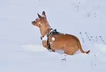 Ein Schneehund! Benji hat am Sonntagvormittag reichlich Spass im Schnee.
Gerade hat er wohl eine Feldmaus unterm Schnee gejagt und guckt nun ob er sie 
wieder entdeckt um sie zu fangen.....Reichenbuch den 17. Januar 2016