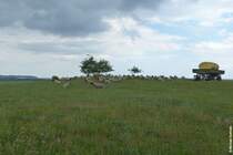 Auf der h�geligen Halbinsel von Klein Zicker ist diese Schafherde zuhause (M�nchgut, R�gen, Mai 2011)