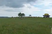 Auf der h�geligen Halbinsel von Klein Zicker ist diese Schafherde zuhause (M�nchgut, R�gen, Mai 2011)