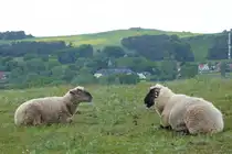 Von der h�geligen Halbinsel von Klein Zicker geht der Blick �ber diese beiden Schafe �ber den nicht sichtbaren Bodden hinweg auf Gro� Zicker mit seiner ev. Kirche  (M�nchgut, R�gen, Mai 2011)