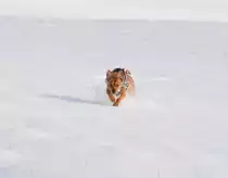 Hi ich nochmal Benji, hier tobe ich mal durch den Schnee.....wenn er ohne Salz und Eis ist, macht das richtig Spass....und meine Beiden Menschen freuen sich auch.
