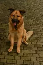 Auch wenn ich Wolle heiss, das ist kein Freundschaftsband um meinem Hals....
Wenn du also nicht auf den Hof geh�rst.....flach auf den Boden legen und hoffen das meine Menschen schneller sind als ich dich abfertigen kann....;-)
Sch�ferhund-Leonberger-Mix 25.12.2015