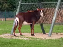Rappenantilope im Serengetipark, 9.9.15