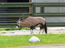 Wasserbock im Serengetipark, 9.9.15