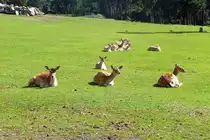 Sie sind zwar nicht scheu, aber behalten einen doch stets im Auge: Rehe im Serengetipark, 9.9.15