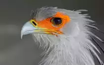 Sekret�r - Tierpark Berlin 2011