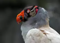 Königsgeier - Tierpark Berlin 2012