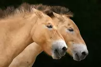 Przewalski-Pferde - Zoo Berlin 2010