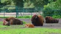 Bisons im Serengetipark, 9.9.15