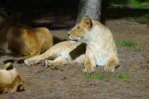 Eine L�win im Serengetipark, 9.9.15