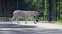 Nur schwer zu fotografieren war der wei�e Tiger im Serengetipark, 9.9.15