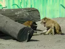 Angeregte Diskussion unter Pavianen im Serengetipark, 9.9.15