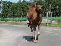 Ein Dromedar im Serengetipark, 9.9.15