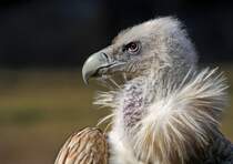 Gnsegeier - Tierpark Berlin