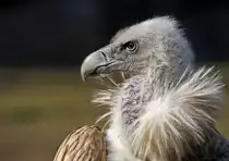Gänsegeier - Tierpark Berlin
