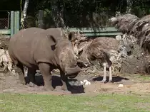 Dieses Nashorn inspiziert sehr interessiert das Strau�engelege im Serengetipark, ohne ein Ei zu zertrampeln. 9.9.15