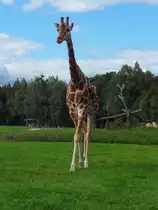 Und zum Abschied gr��t noch mal eine Giraffe im Serengetipark, 9.9.15