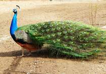 PFAU am 19.4.2015 im Tierpark NIEDERFISCHBACH/SIEGERLAND,der auf den Gehwegen
frei herumlief und sichtlich die Bewunderung der Besucher genoss....