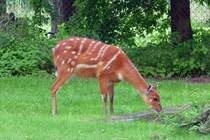 Wasserkudu (Sitatunga) im Serengetipark, 9.9.15 