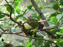 Rotaugen-Fruchttauben (?) im Hong Kong Park im Jahre 2007