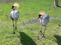 Und weil er so sch�n ist, gleich noch zwei Kronenkraniche im Serengetipark, 9.9.15 
