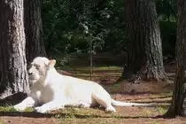 Eine wei�e L�win im Serengetipark, 9.9.15