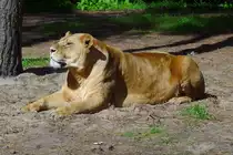 Eine L�win im Serengetipark, 9.9.15