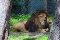 Ein L�we im Serengetipark, 9.9.15