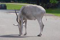 Ein groer Kudu im Serengetipark, 9.9.15 	
