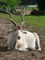 Ein gro�er Kudu im Serengetipark, 9.9.15 	