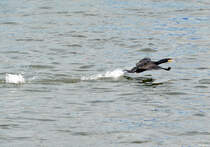 Kormoran beim Start vom Rhein in Bad Breisig - 02.05.2015