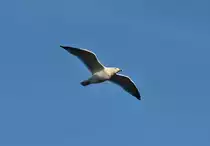 M�we segelt �ber dem Rhein in Bonn - 10.12.2015