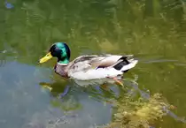 Stockente im Schlo�teich des Poppelsdorfer Schlosses in Bonn - 04.06.2015