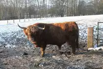 Ein Galloway Bulle einer kleinen privaten Herde eines Bauern am 17.02.2016 in Osnabr�ck H�rne.