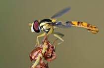 Langbauchschwebfliege