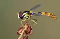 Langbauchschwebfliege