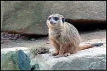 Dieses niedliche Erdm�nnchen beobachtete ich am 13.02.2016 im Tierpark an der Sababurg N�he Kassel.